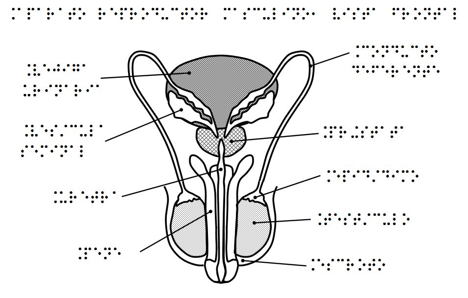 Sistema Reproductor Masculino Para Cuarto De Primaria PDF PDF Semen