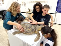 Un grupo  de alumnos está explorando una tortuga boba disecada.