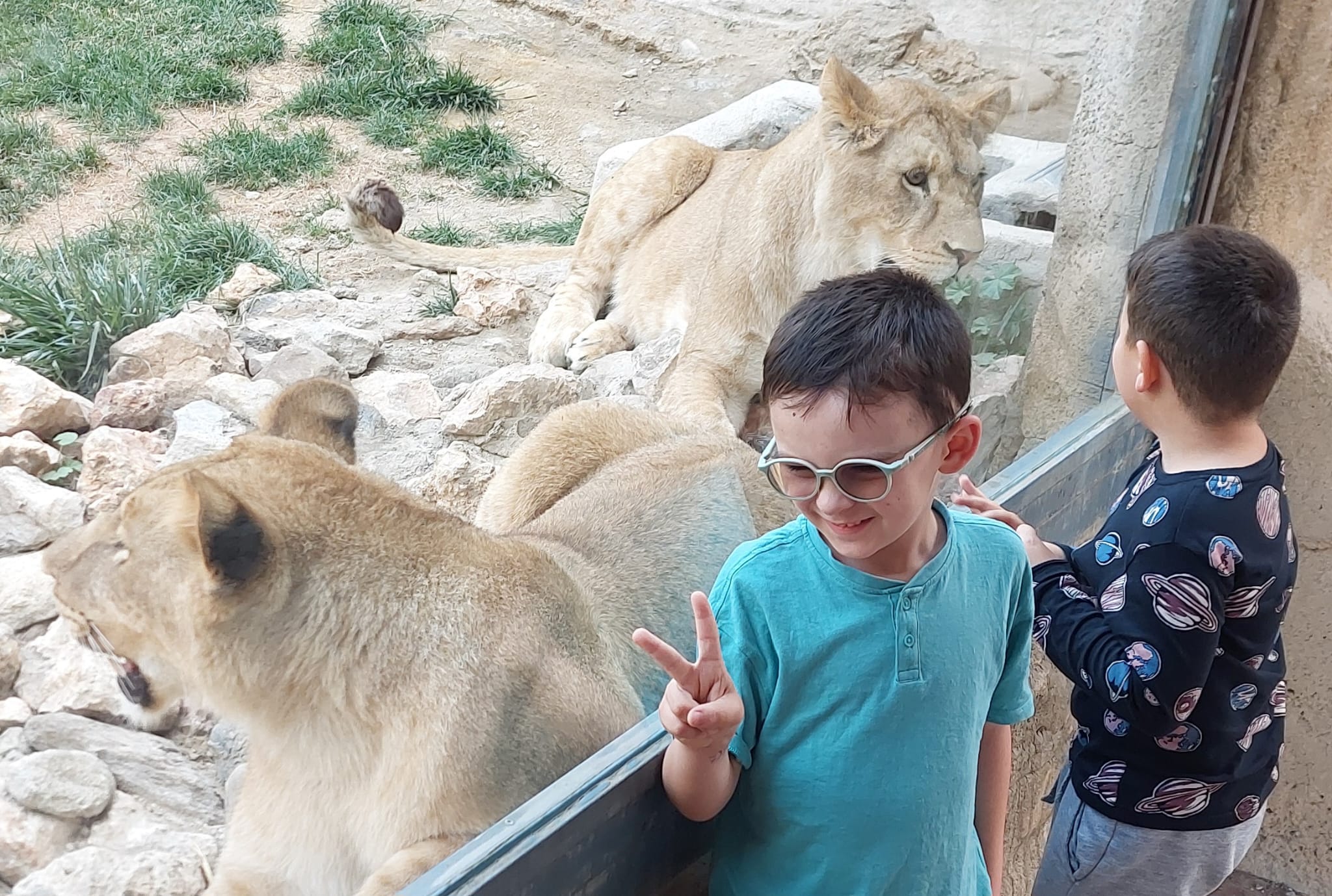 VISITANDO A LOS LEONES