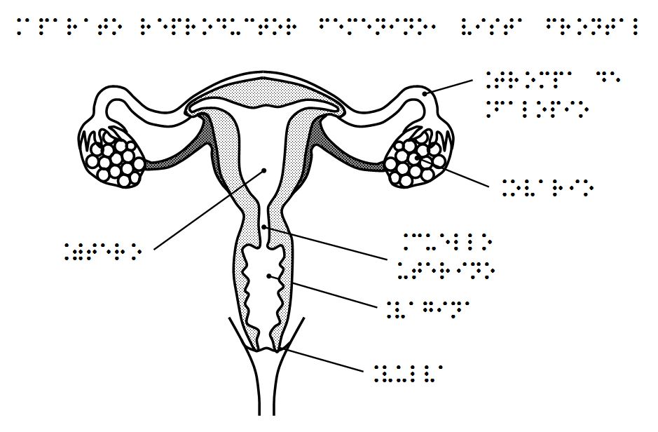 Aparato reproductor femenino, vista frontal — weonce
