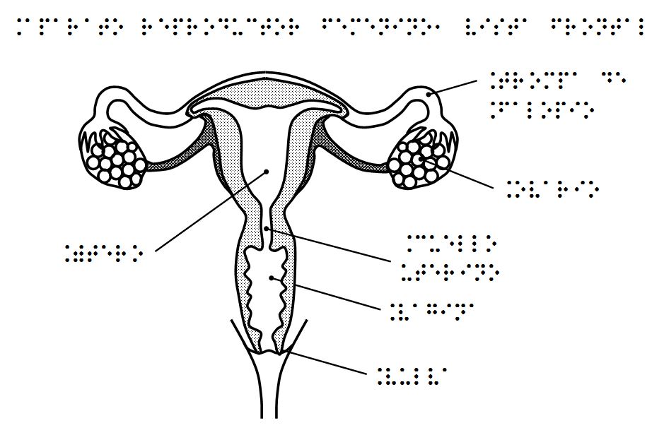 Pinto Dibujos Aparato Reproductor Femenino Con Nombres Para Colorear